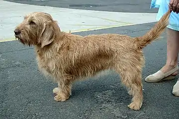 Basset fauve de Bretagne.