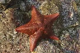 Asterina miniata, une Asterinidae