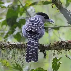 Batara géant (mâle) (Batara cinerea)