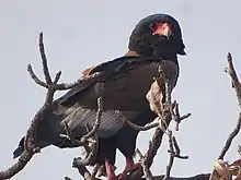 Bateleur des savanes (Terathopius ecaudatus).