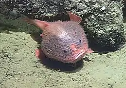 Bathychaunax coloratus à 2461 mètres de profondeur (mont sous-marin de Davidson).