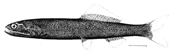 Bathylaco nigricans (Bathylaconidae)