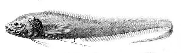 Bathyonus laticeps