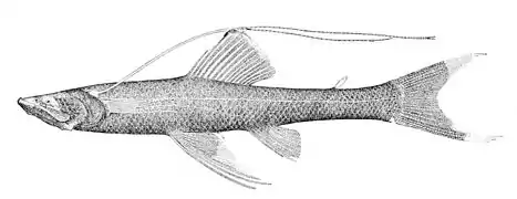 Bathypterois atricolor