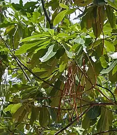 Description de l'image Batino (Alstonia macrophylla) leaves & fruit at Hyderabad, AP W 280.jpg.