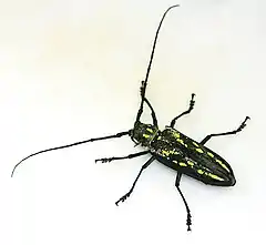 Photo couleur montrant un insecte longicorne noire avec des taches jaunes, vu de dessus sur un fond blanc.