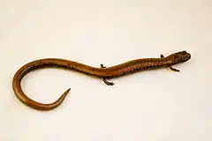 Description de l'image Batrachoseps gavilanensis - Gabilan Mountains Slender Salamander 01.jpg.