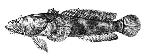 Allenbatrachus grunniens.