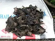 Chauve-souris destinées à être mangées, au Laos