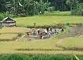 Battage du riz sur l'île de Bali.