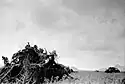 Tanks covered in branches and scrim