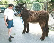 Un âne aux longs poils est présenté en main dans la cour d'un parc animalier.