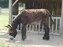 Baudet du Poitou.