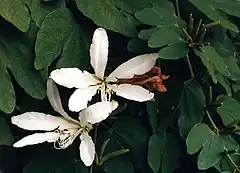 Description de l'image Bauhinia forficata 01.jpg.