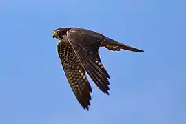 Photographie d'un faucon hobereau en vol.