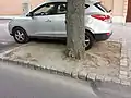 Pied d'arbre urbain non protégé