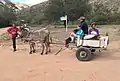 Transport traditionnel dans la région