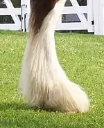 Jambe d'un cheval, toute blanche, avec de longs poils à l'arrière.