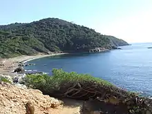 Une petite plage au pied d'une colline arborée, sans aménagements.