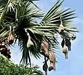 Nids de Tisserins bayas pendant aux branches d'un palmier, en Inde.