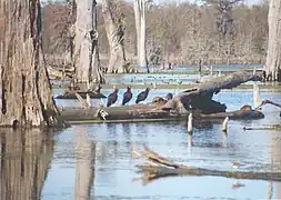 Dans un bayou de Louisiane avec des vautours (Coragyps atratus), aux États-Unis