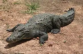 photographie d'un crocodile