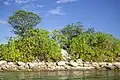 Arbres sur l'atoll de Nanumea