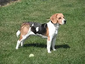 Beagle tricolore.