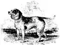 Beagle du Nord