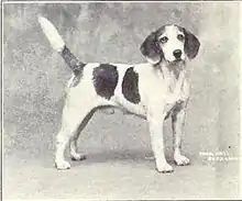 Photographie en noir et blanc d'un beagle vers 1915