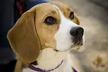 Le Beagle, un chien de type braque (braccoïde).