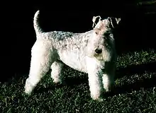 Un fox-terrier