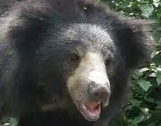 L'Ours lippu (Melursus ursinus).