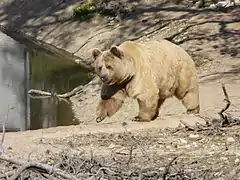 Un des ours bruns présent sur le site.