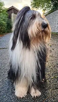 Bearded collie