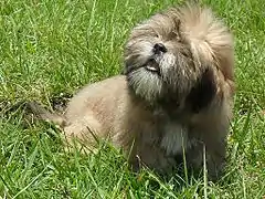 Jeune Lhassa Apso.