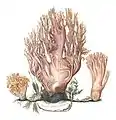 Ramaria coralloides purpurea