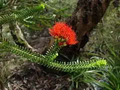 Description de l'image Beaufortia squarrosa Flowers.jpg.