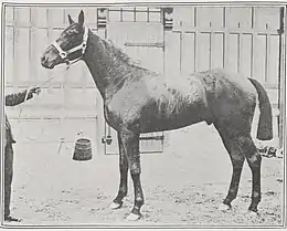 photo en noir et blanc d'un cheval noir présenté en main