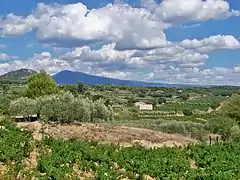 Beaumes-de-Venise dans le Vaucluse (France)