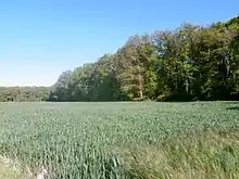 Photographie en couleurs d'un champ de céréales limité en arrière-plan par un bois.
