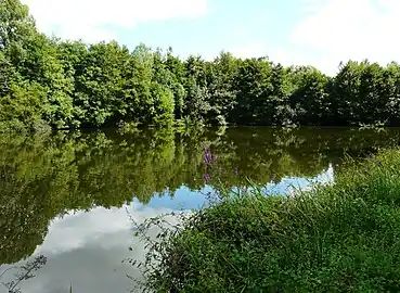 L'étang de Beaufort alimenté par la Beauronne, en bordure de Saint-Louis-en-l'Isle.