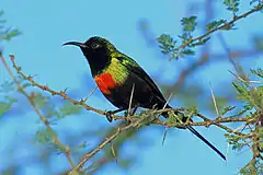 Description de l'image Beautiful Sunbird, Tarangire, Tanzania (8495915882).jpg.