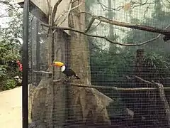 Un toucan dans la serre des oiseaux.