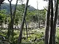 Barrage de castors, lac Robalo