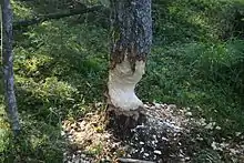 Tronc d'arbre partiellement rongé par un castor.