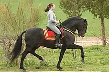 Dans un cadre champêtre, une jeune femme les cheveux au vent monte au trot un très beau cheval noir montant fort les genoux.