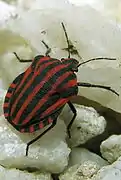 Graphosoma italicum