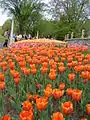 Tulipes au lac Dow pendant le Festival des tulipes d'Ottawa 2005