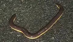 Description de l'image Beddome's Caecilian.jpg.